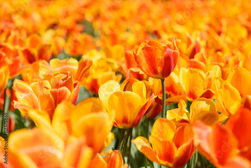 Blooming orange tulips flowers © nevodka.com