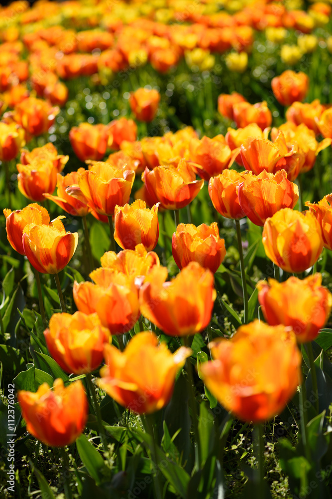 Blooming mixed orange and yellow tulips flowers field on sunny spring day Blooming mixed orange and yellow tulips flowers field on sunny spring day