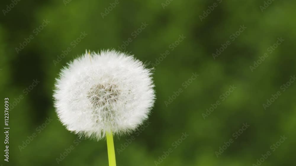 blowing white dandelion on sunny day slowmo, 180fps prores footage blowing white dandelion on sunny day slowmo, 180fps prores footage