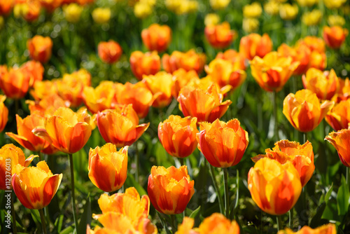 Blooming mixed orange and yellow tulips flowers field on sunny spring day