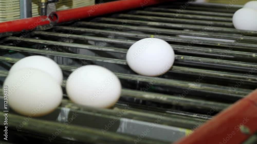 Poultry. White chicken eggs on the conveyor. Poultry. White chicken eggs on the conveyor.