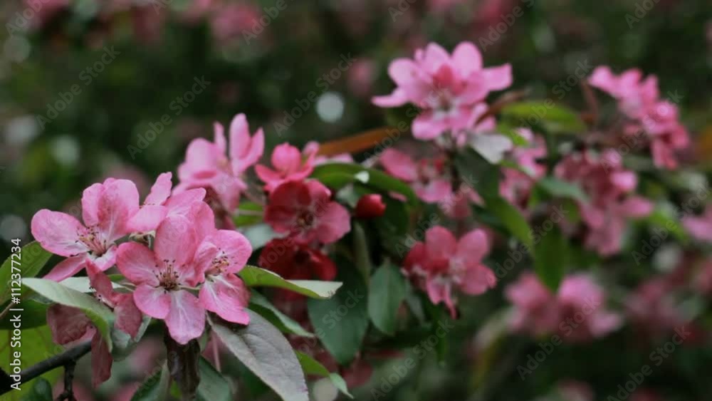 Pink flowers blossoms on the branches of the cherry tree Pink flowers blossoms on the branches of the cherry tree