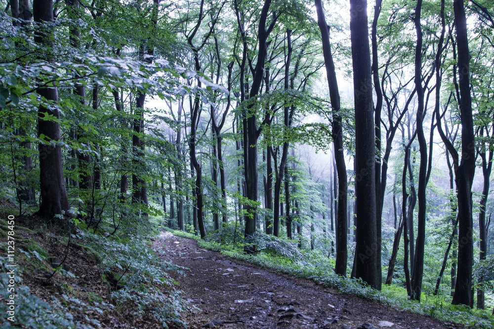 Fototapeta premium Trails through siebengebirge Woods