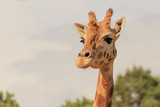 Giraffe in Dubbo Zoo