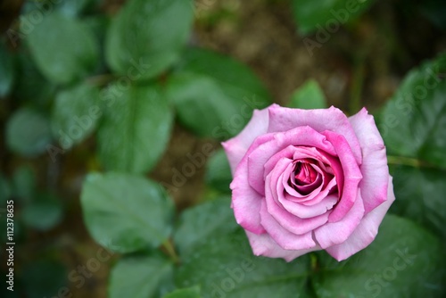 Rose in garden.Rose. Fresh rose. Pink rose. 
