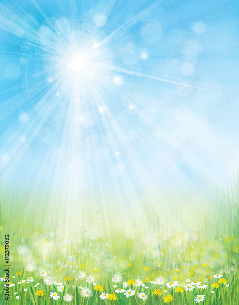 Vector landscape with chamomiles and dandelions on sunshine, blu Vector landscape with chamomiles and dandelions on sunshine, blu