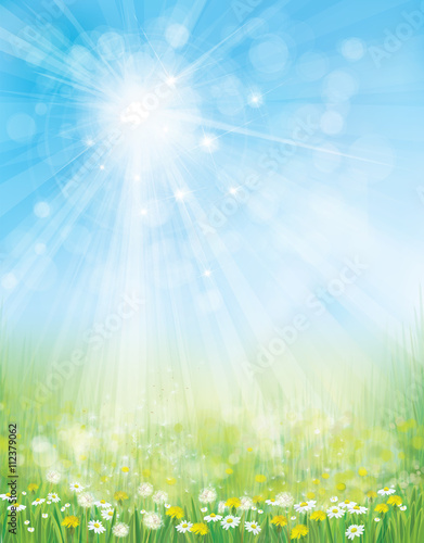 Vector landscape with chamomiles and dandelions on sunshine, blu