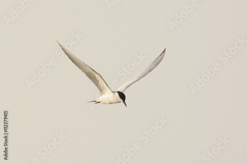 sterna zampenere (Gelochelidon nilotica) in volo photo