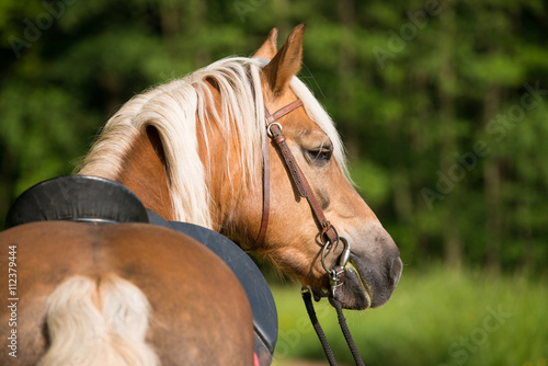 Fototapeta Naklejka Na Ścianę i Meble -  Haflinger