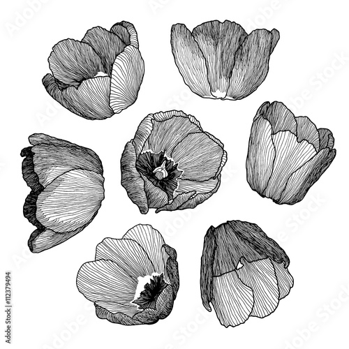 Vector graphic hand drawn ink set of tulip flowers in a linear style. Vintage. Drawn on paper and traced buds of tulips from different angles. For wedding, invitation, card design, textile, wrapping.