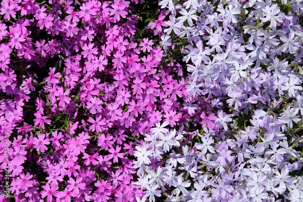 Phlox subulata.