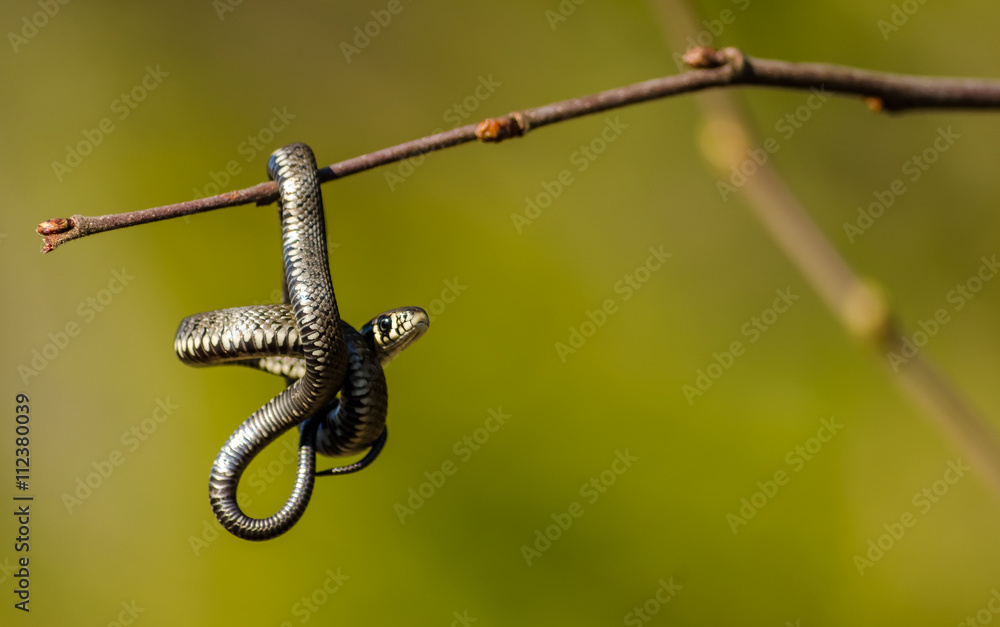 Grass Snake Grass Snake