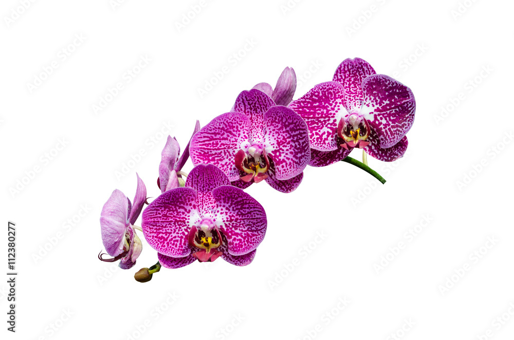 Fototapeta premium orchid flower, isolated with clipping path