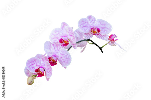  orchid flower, isolated with clipping path