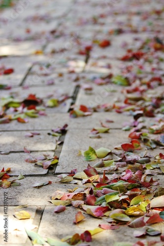 Autumn Leaves on Path