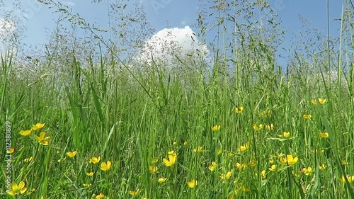 typical Havelland landscape with meadow (Germany). view from below to the sky. photo