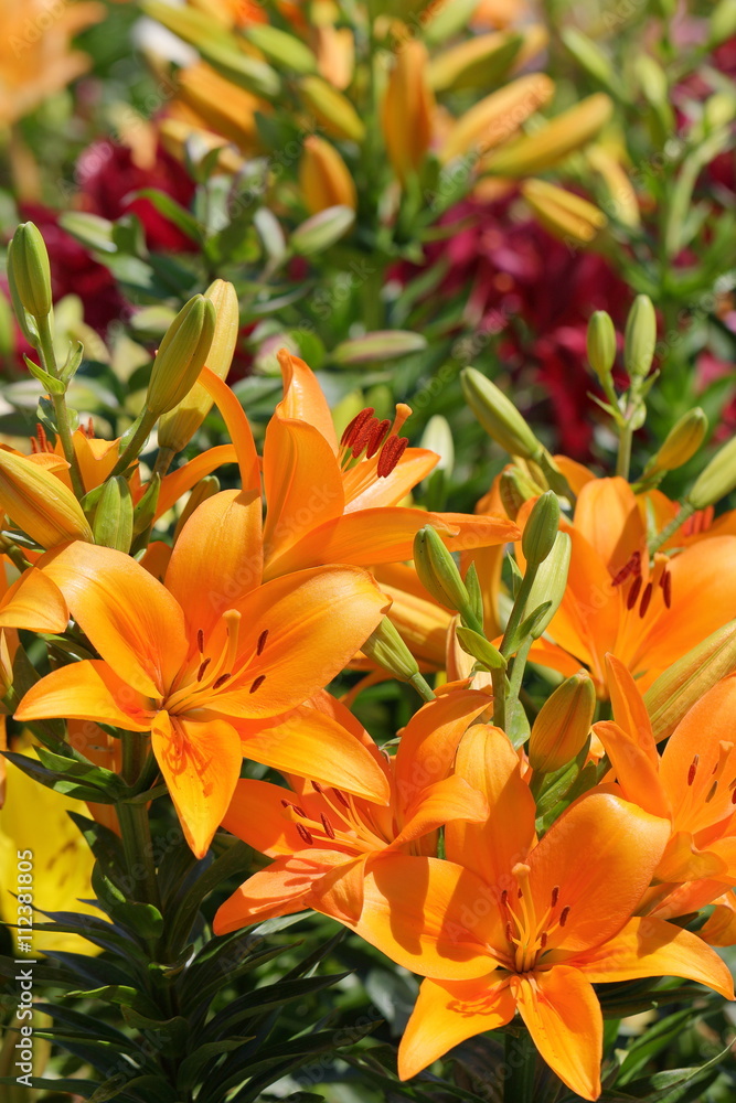 Fototapeta lato japonia kwiat japoński światło słoneczne - Dekowizja.pl