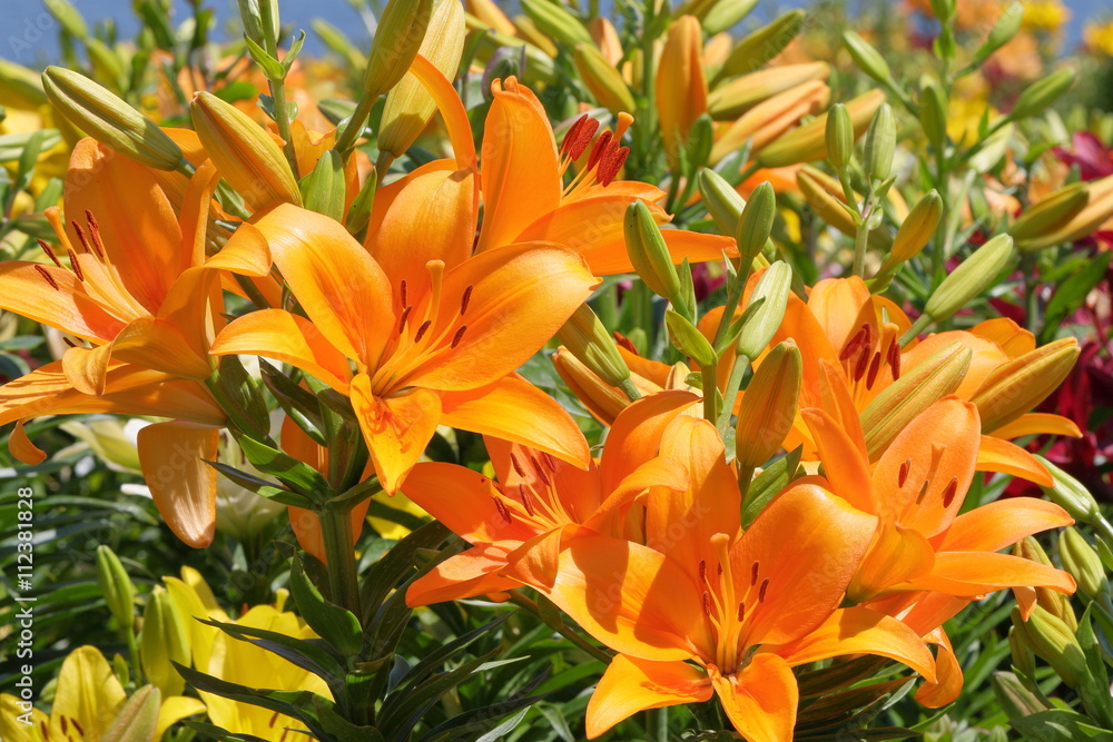 japanese lily japanese lily