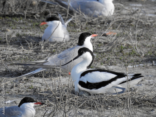 AVOCETTE ET SES OEUFS photo