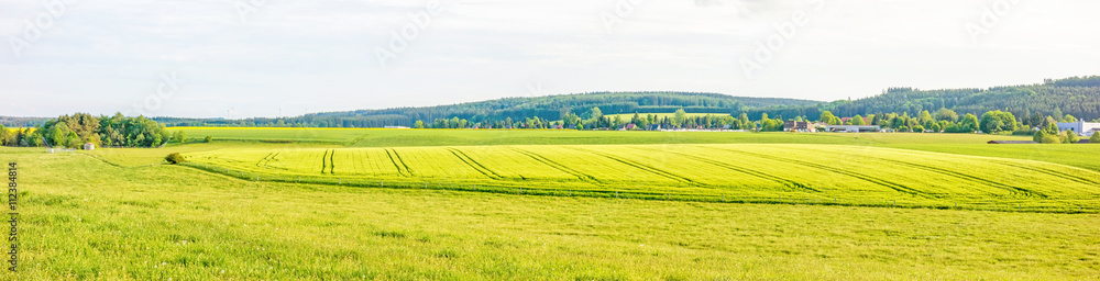 Farmland panorama - wheat field