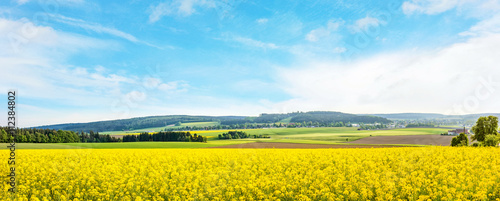 yellow canola field panorama