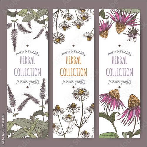 Three color vector herbal labels with peppermint, chamomile and echinacea