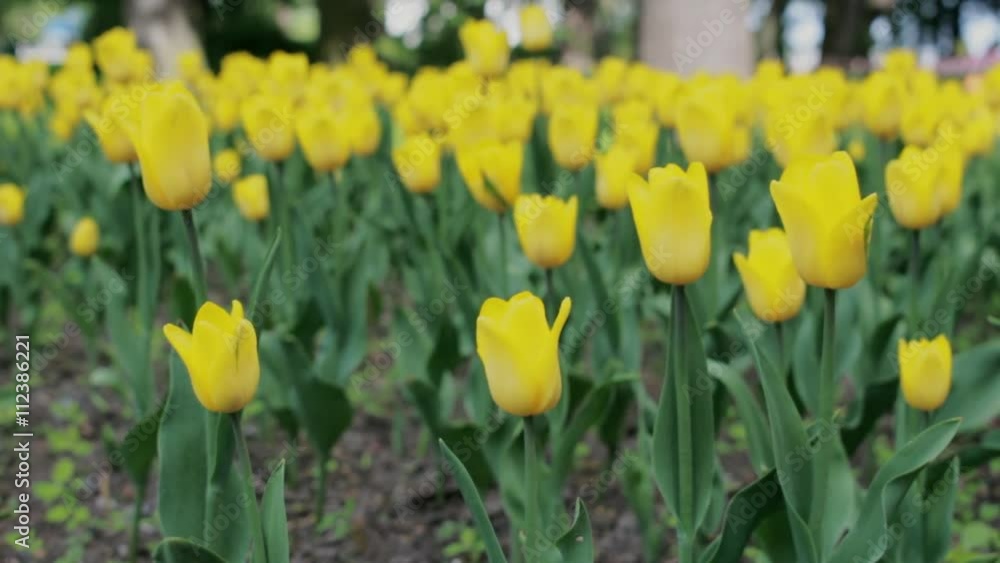 Yellow tulips blowing in the wind Yellow tulips blowing in the wind