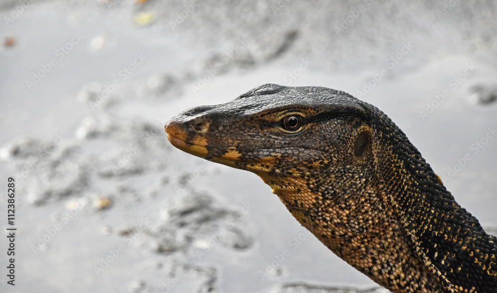 Asian water monitor varan close up portrait Asian water monitor varan close up portrait