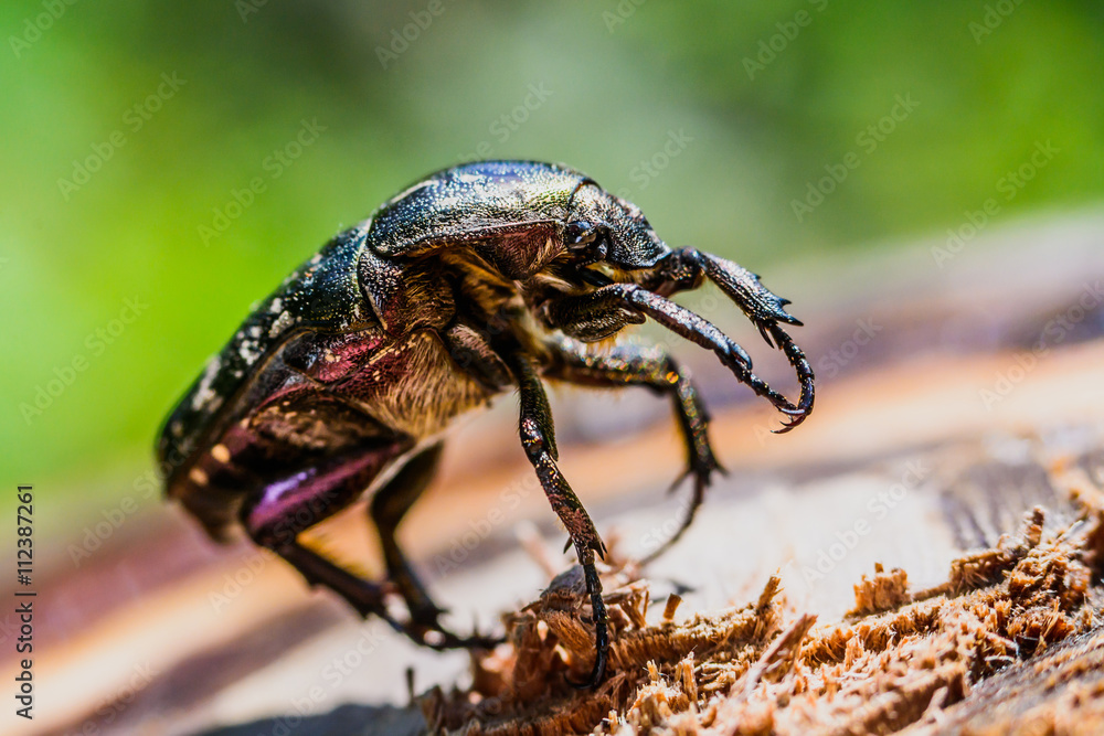 Fototapeta premium Portrait of a large beetle that raised paws up