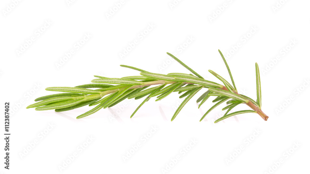 rosemary isolated on white background rosemary isolated on white background