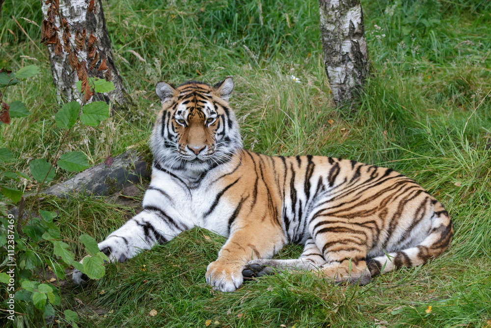 Siberian Tiger (Panthera tigris altaica) or Amur Tiger Siberian Tiger (Panthera tigris altaica) or Amur Tiger