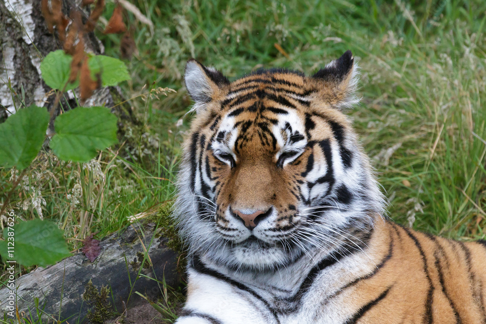 Siberian Tiger (Panthera tigris altaica) or Amur Tiger Siberian Tiger (Panthera tigris altaica) or Amur Tiger