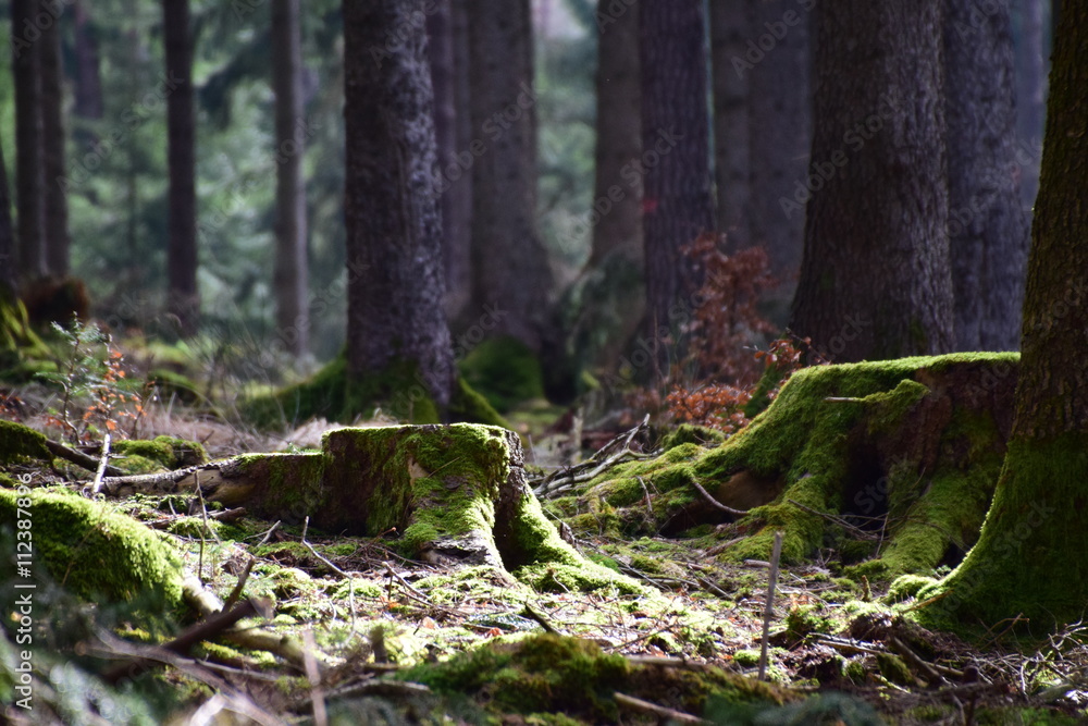 Waldlichtung im Frühjahr