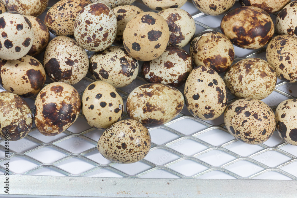 Fototapeta premium Fresh quail eggs. Organic food