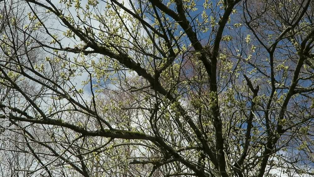 Willow tree with catkins in springtime. bees flying all around Willow tree with catkins in springtime. bees flying all around