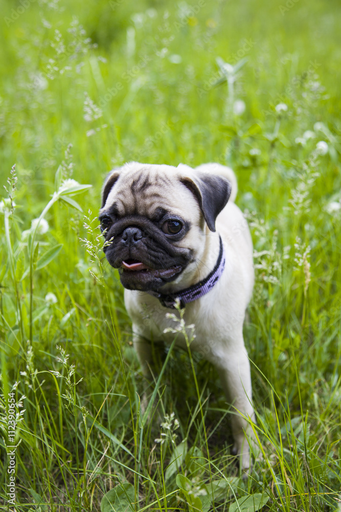 Small puppy pug  on the green grass