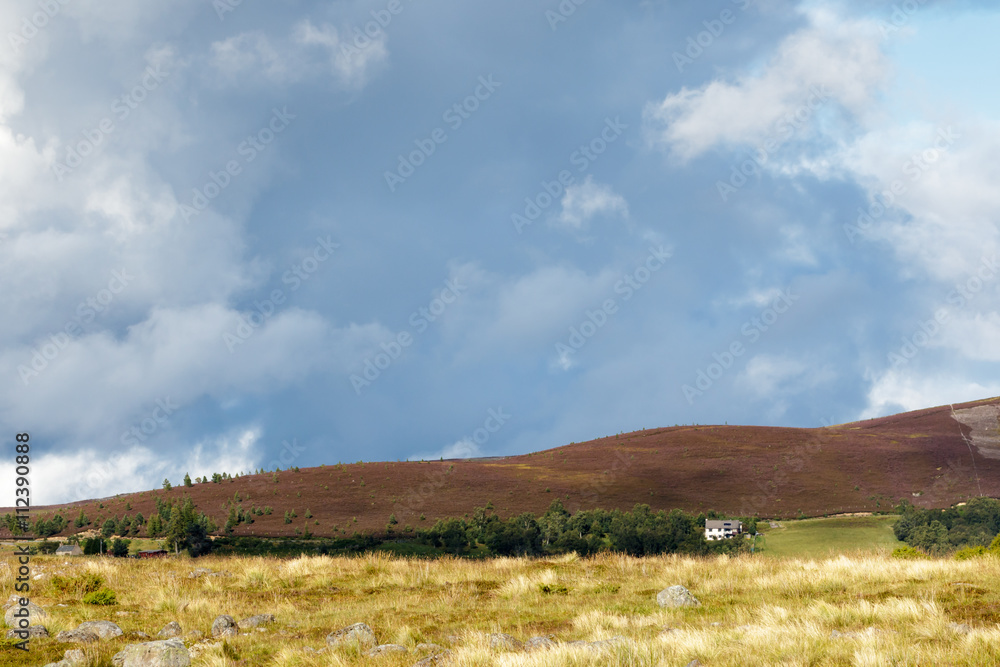 Heather on the Cairngorm Mountain Range Heather on the Cairngorm Mountain Range
