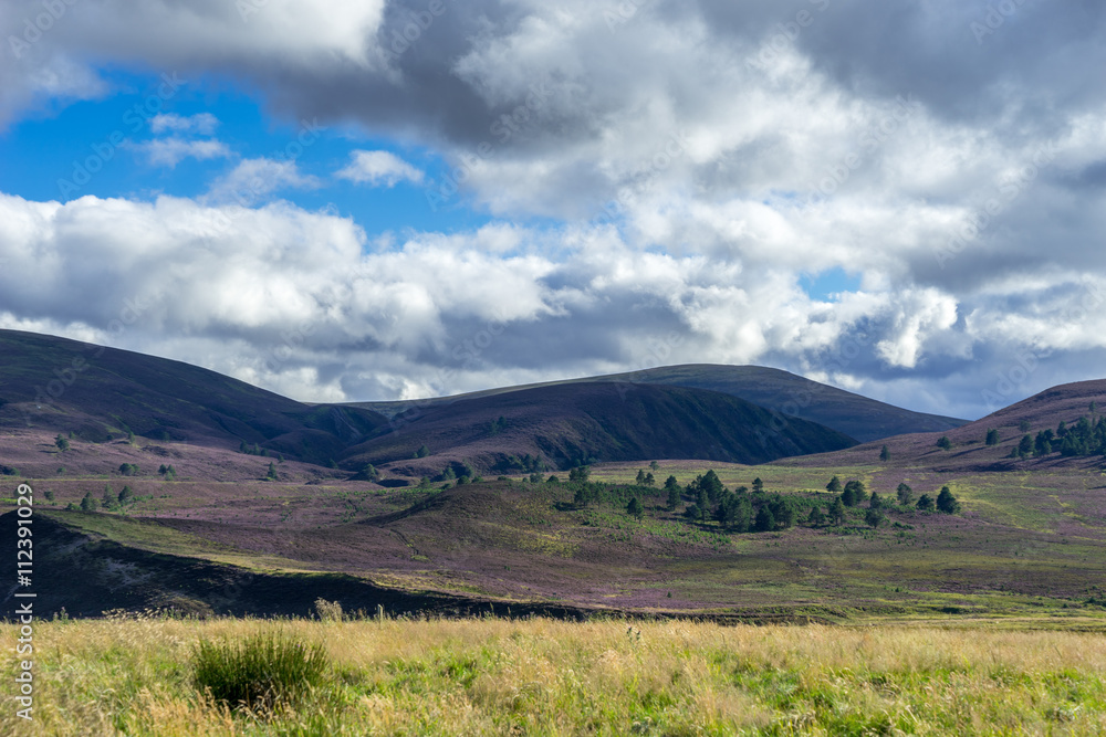 Fototapeta premium Heather on the Cairngorm Mountain Range