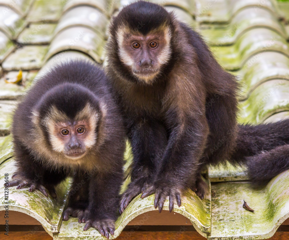 Obraz premium Macaco Prego. (Sapajus nigritus)