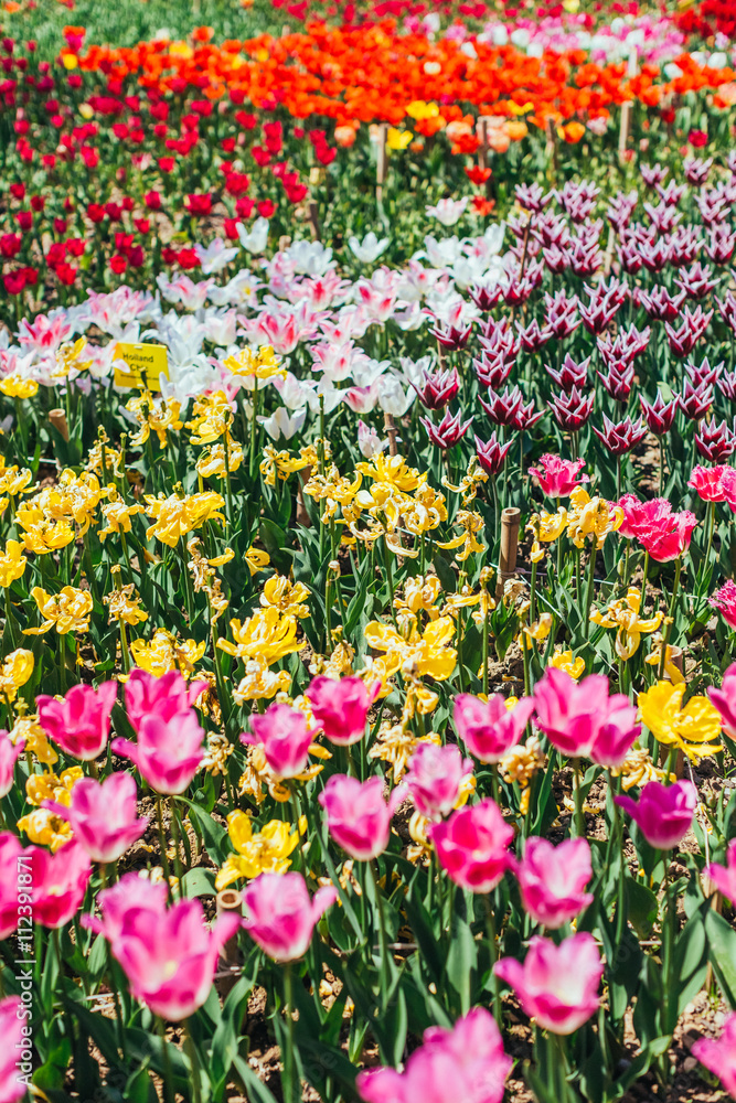 Tulip. Beautiful bouquet of tulips. colorful tulips. Tulip. Beautiful bouquet of tulips. colorful tulips.