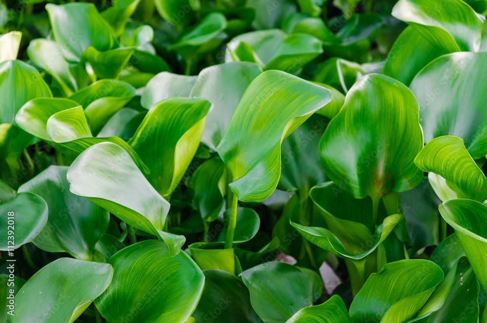 Water hyacinth, Floating water hyacinth Water hyacinth, Floating water hyacinth