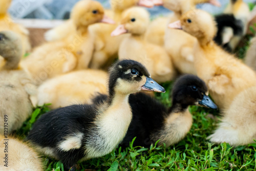 Black fluffy little duckling looks at the camera © Olha Cheverda