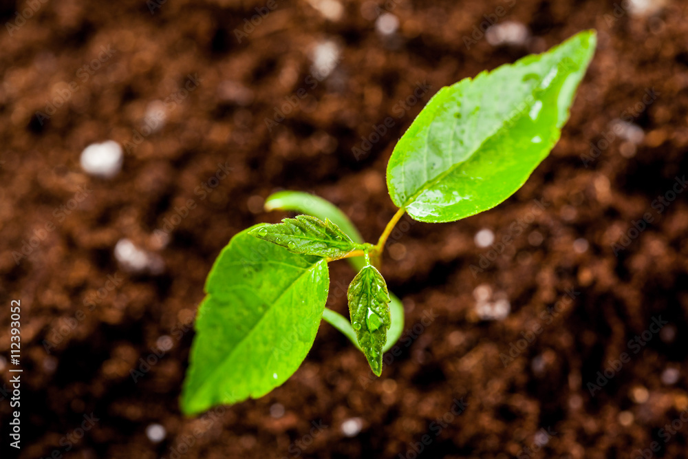 New life. Young sprout in springtime,Closeup. New life. Young sprout in springtime,Closeup.