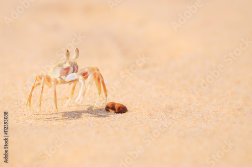 Ghost crab running at the beach on sand background  sea life concept and nature idea