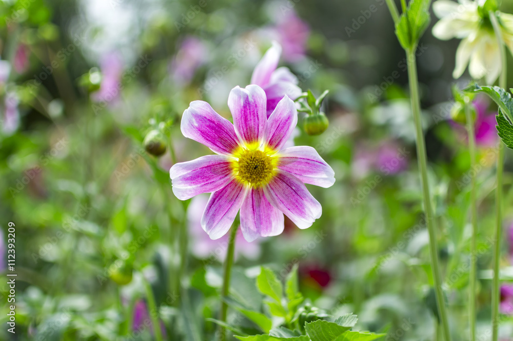 Glowing pink flower