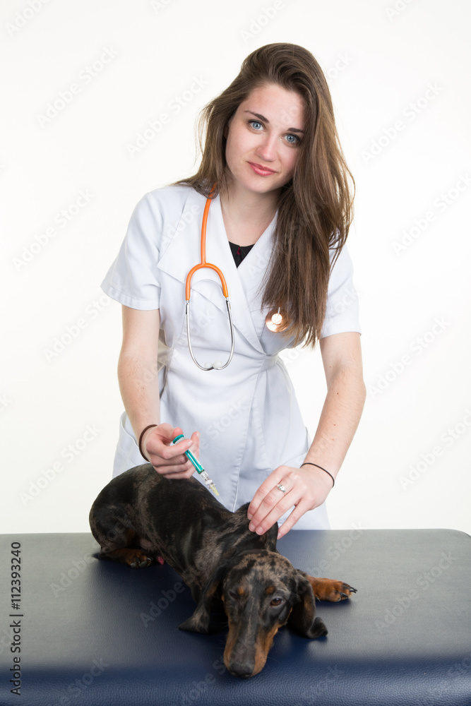 veterinarian is giving dog a vaccine with syringe veterinarian is giving dog a vaccine with syringe