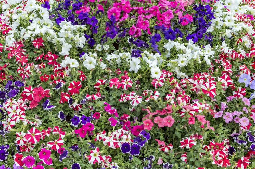 Flowerbed with striped petunia