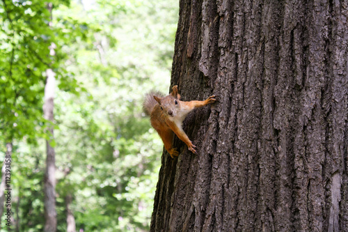 Red squirrel keeps the claws of a tree trunk in green summer forest. © drbnth