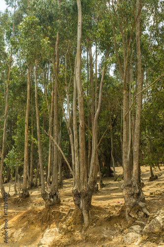 Tall Eucalyptus trees of Entoto, Addis Ababa