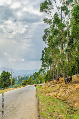 Tall Eucalyptus trees of Entoto, Addis Ababa photo